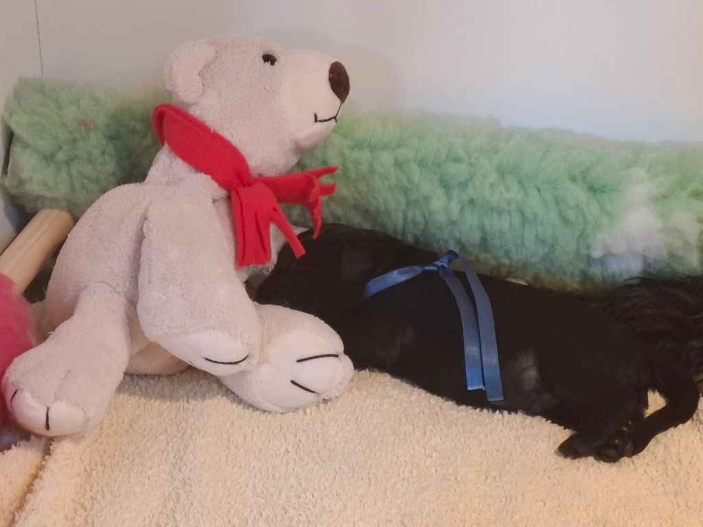 PETIT MÂLE COLLIER BLEU