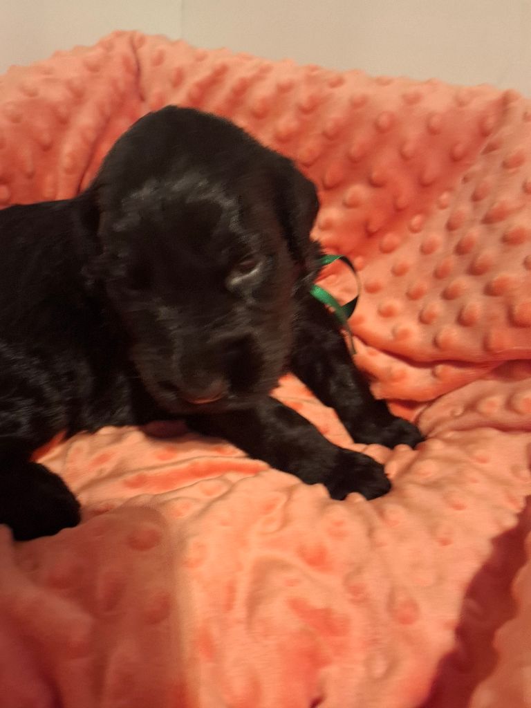 Des Bergers De Saint Roch - Chiots disponibles - Berger de Brie