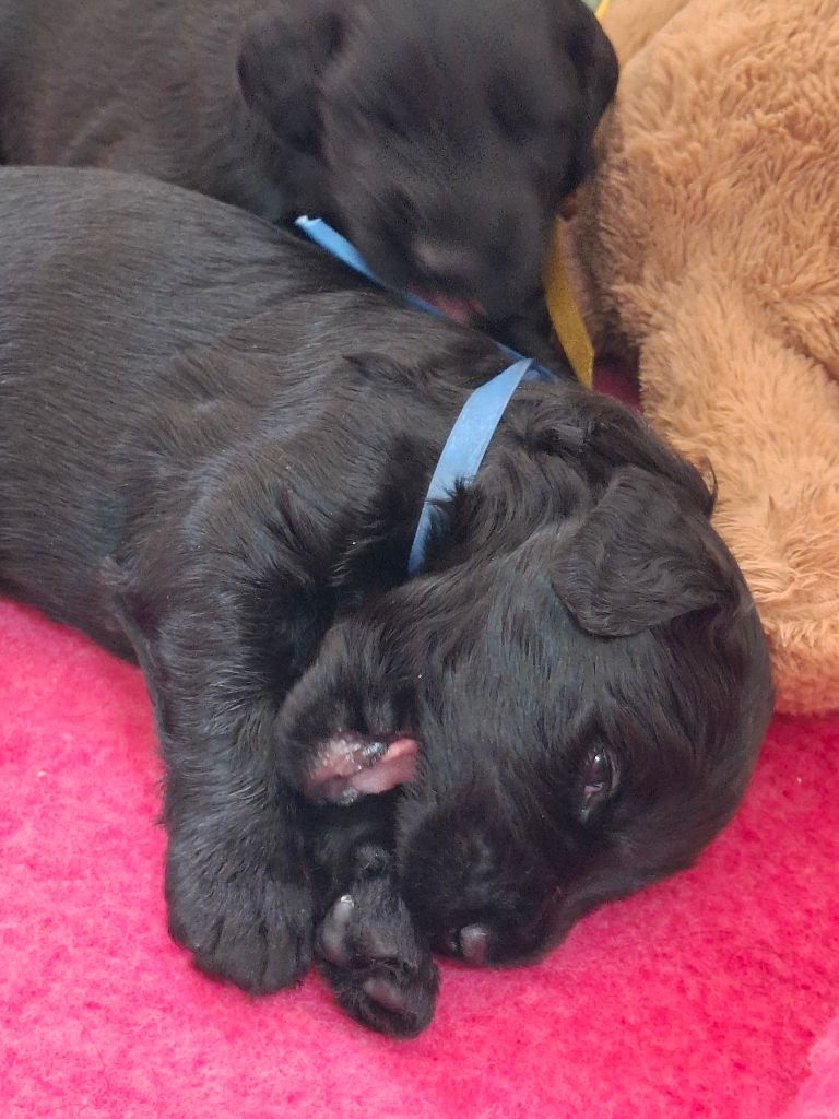 Des Bergers De Saint Roch - Chiots disponibles - Berger de Brie