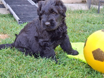 CHIOT 1