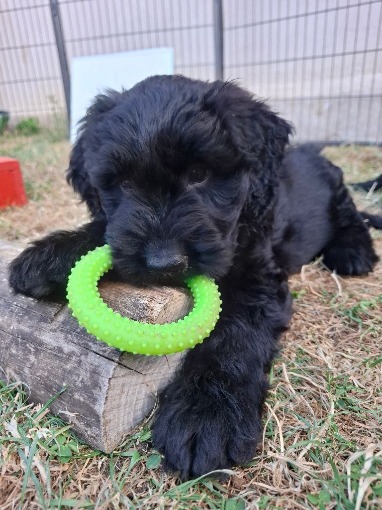 Des Bergers De Saint Roch - Chiots disponibles - Berger de Brie