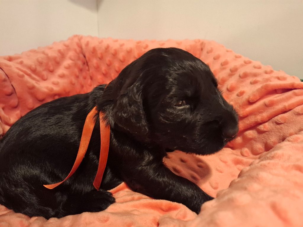 Des Bergers De Saint Roch - Chiots disponibles - Berger de Brie