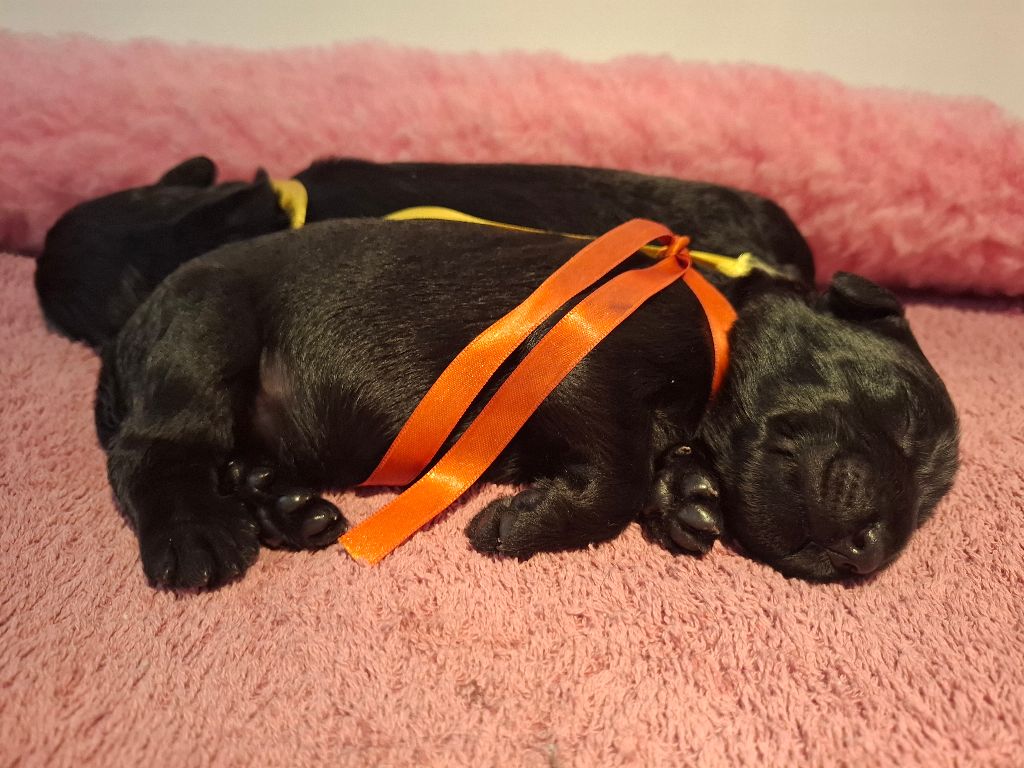 Des Bergers De Saint Roch - Chiots disponibles - Berger de Brie