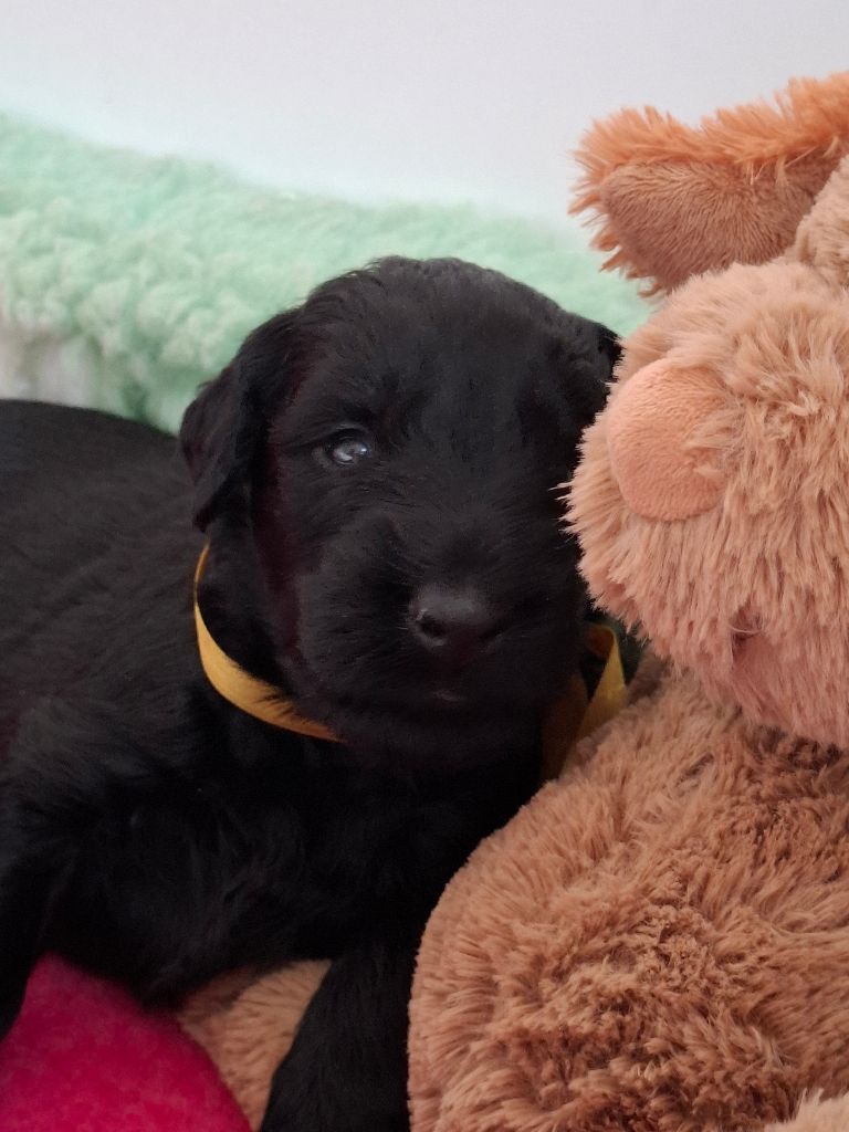 Des Bergers De Saint Roch - Chiots disponibles - Berger de Brie