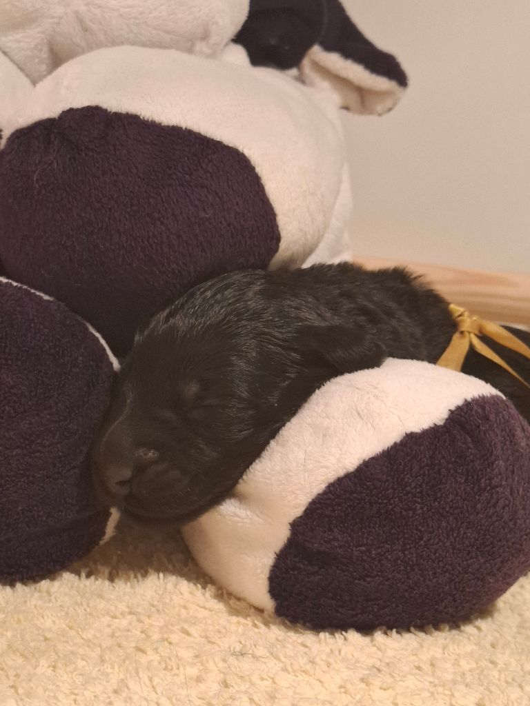 Des Bergers De Saint Roch - Chiots disponibles - Berger de Brie